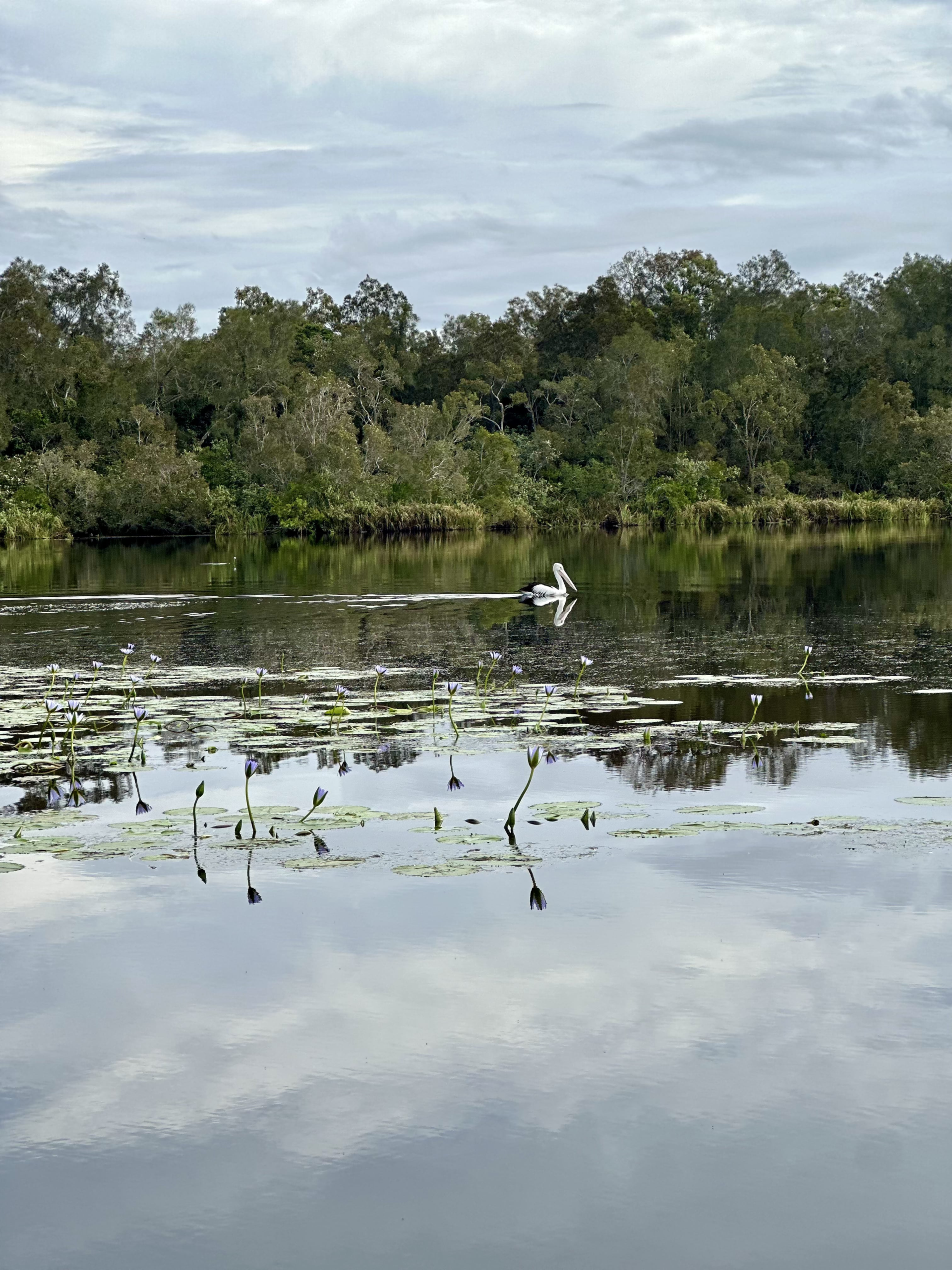 Noosa Everglades Tour: Is It Worth It? Summary
