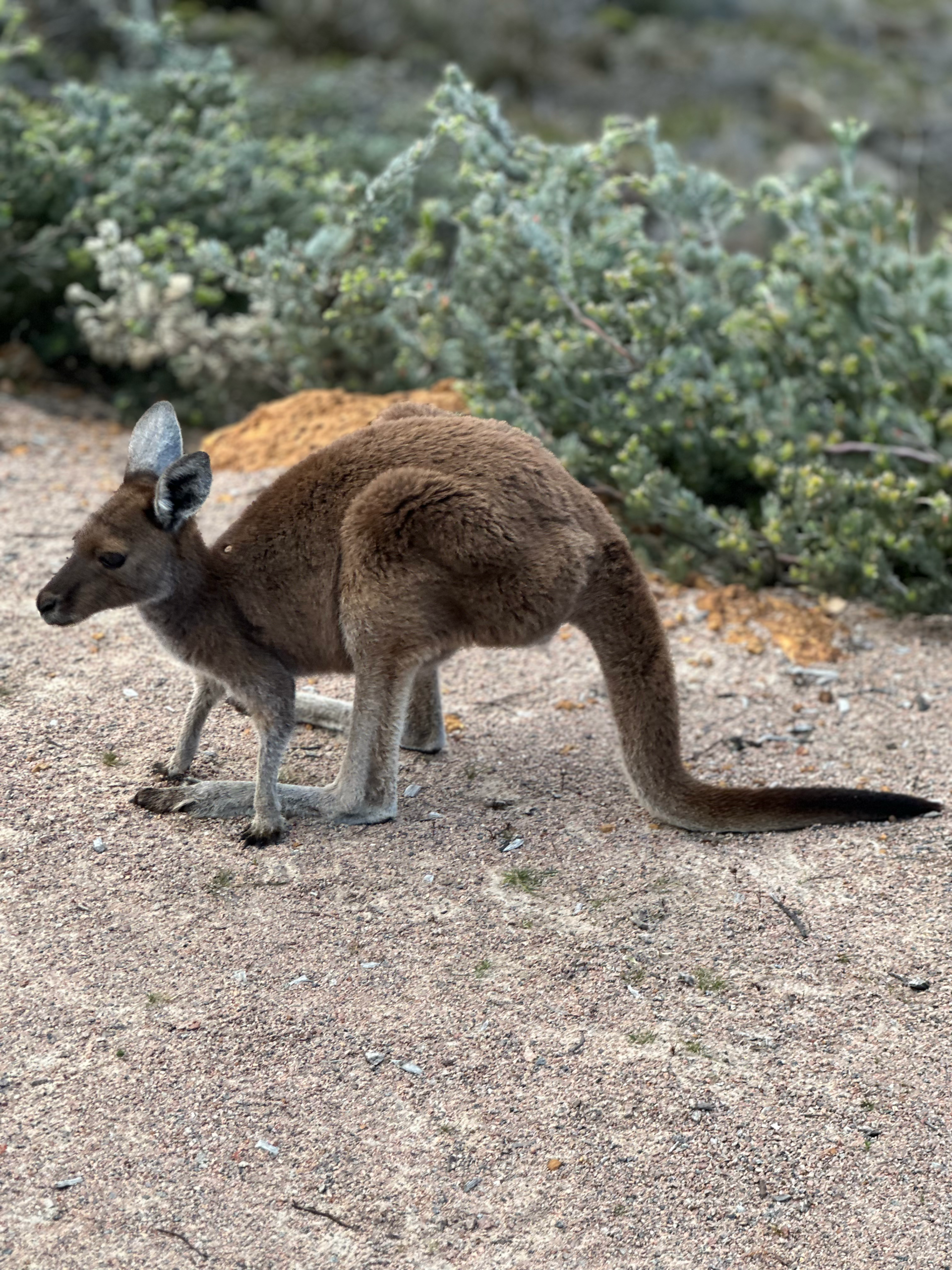 Australia Bucket List: 20 Incredible Things to Do in Australia